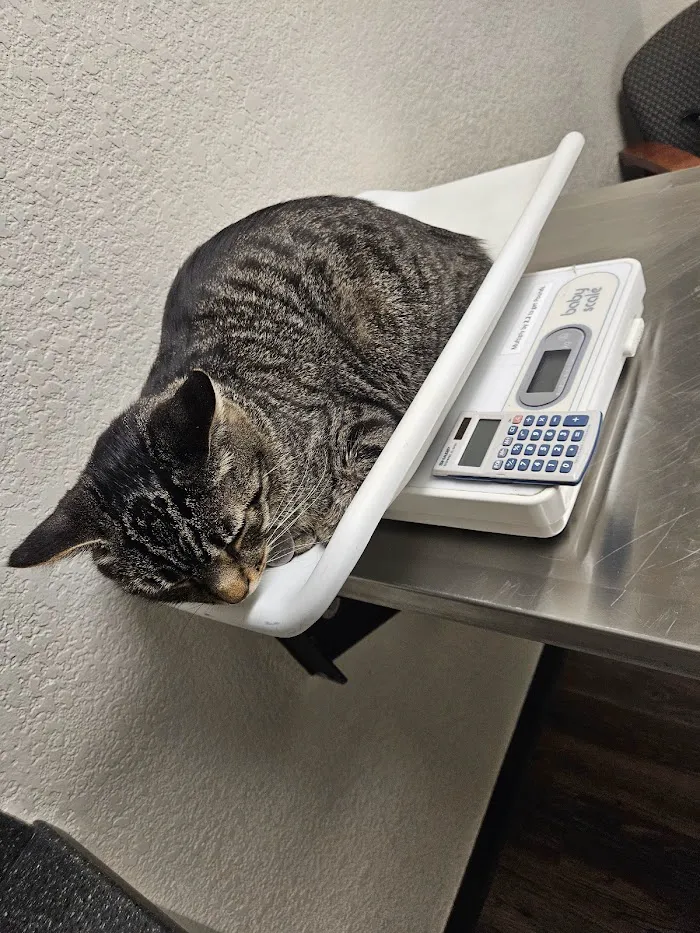 Olde Town Veterinary Clinic 12