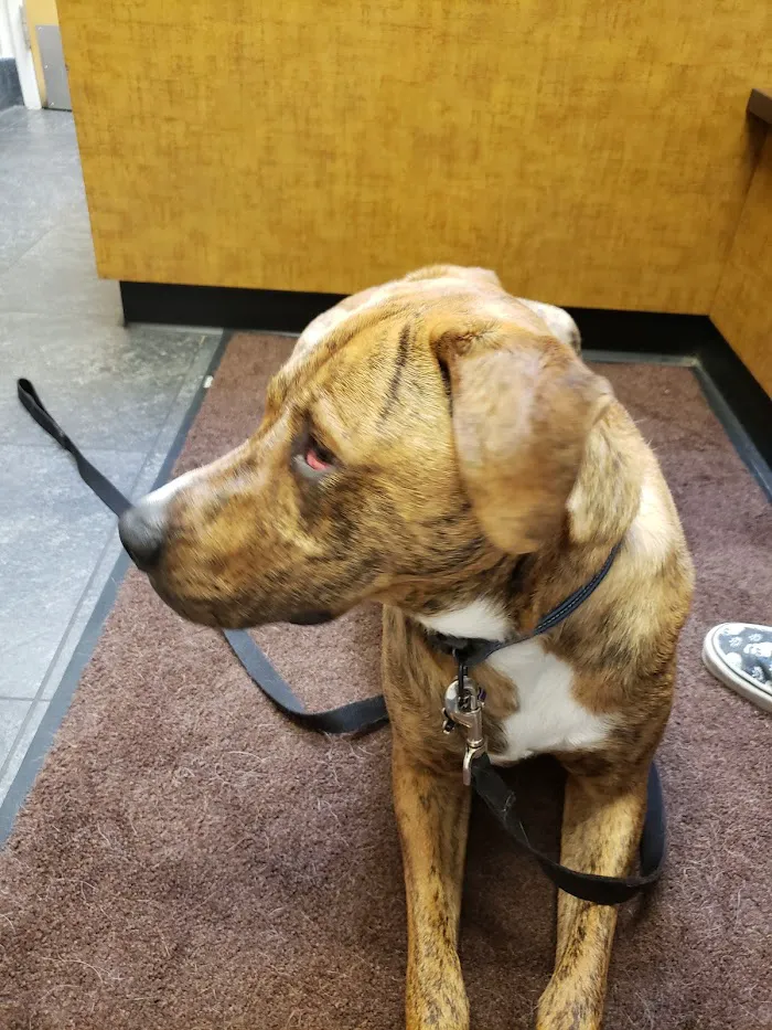 Table Mountain Veterinary Clinic 12