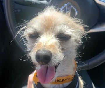 Banfield Pet Hospital