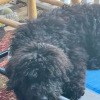 Second Chances Veterinary Care ico