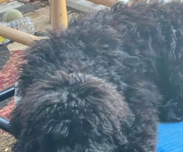 Second Chances Veterinary Care