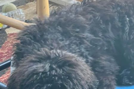 Second Chances Veterinary Care