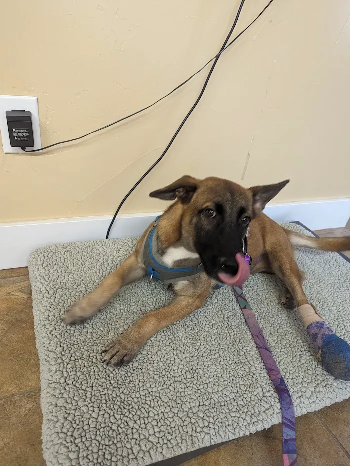 Second Chances Veterinary Care 12