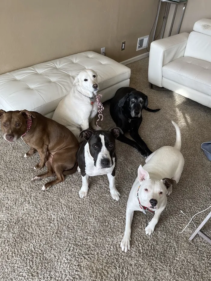 Second Chances Veterinary Care 12