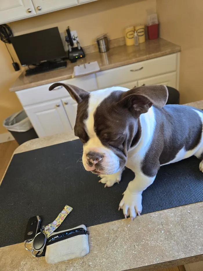 Second Chances Veterinary Care 12
