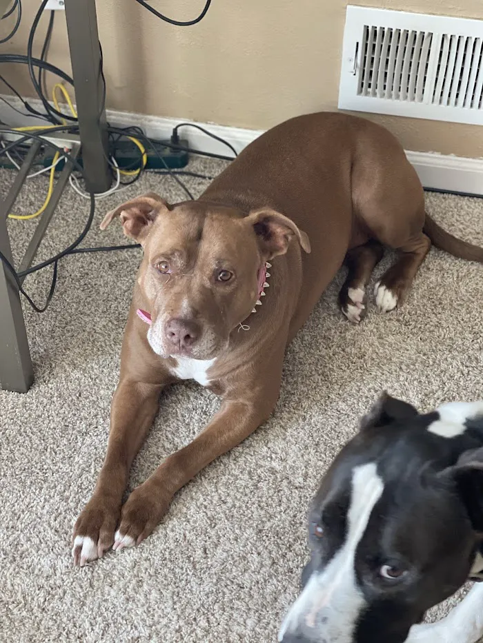 Second Chances Veterinary Care 12