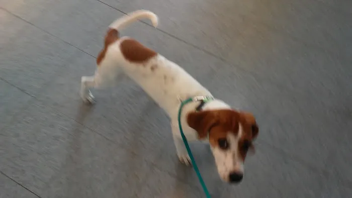 Barnes Veterinary Services 12