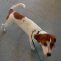 Barnes Veterinary Services ico