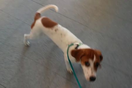 Barnes Veterinary Services
