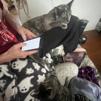 Alameda Veterinary Clinic ico