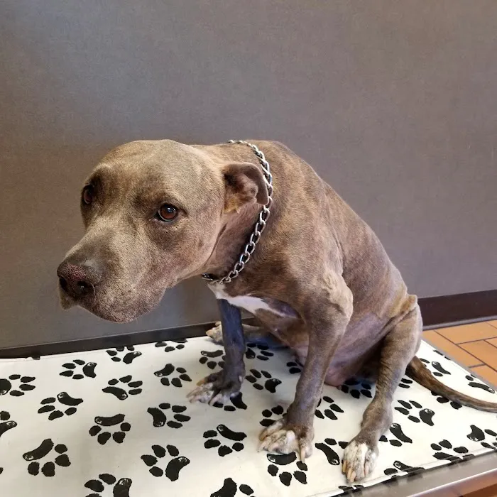 Alameda Veterinary Clinic 12