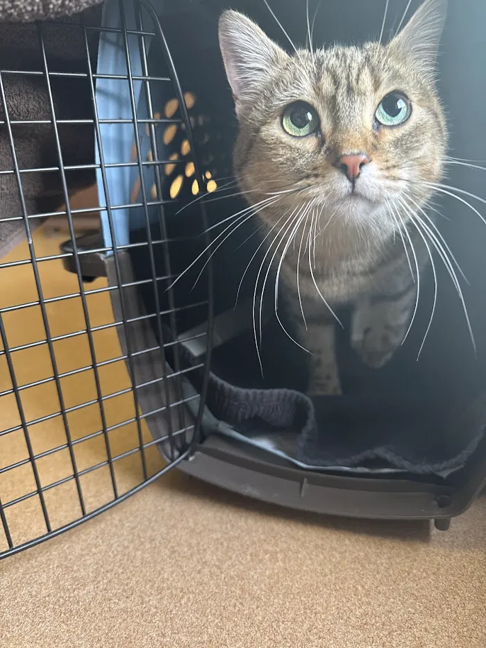 Alameda Veterinary Clinic 12