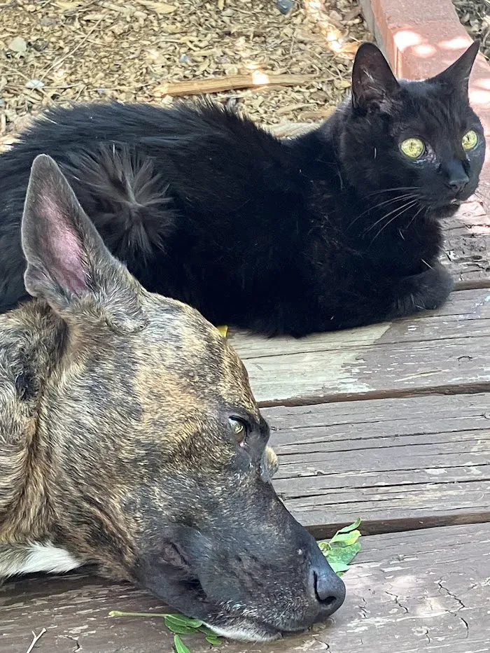 Francis Veterinary Hospital 12