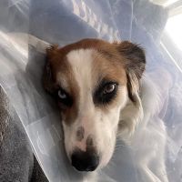 Veterinary Emergency Group ico
