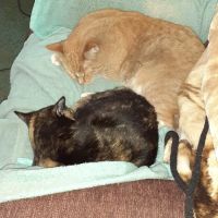 Front Range Veterinary Clinic ico