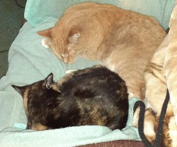 Front Range Veterinary Clinic