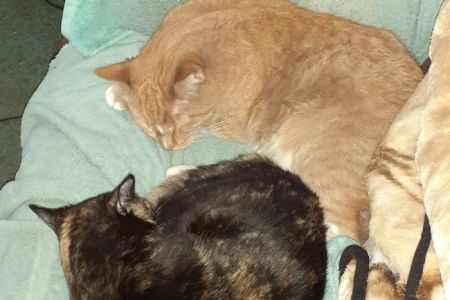 Front Range Veterinary Clinic