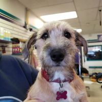 West Denver Veterinary Hospital & Wellness ico
