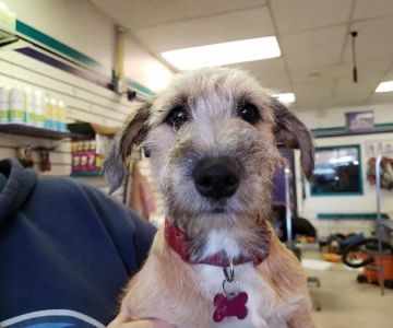 West Denver Veterinary Hospital & Wellness