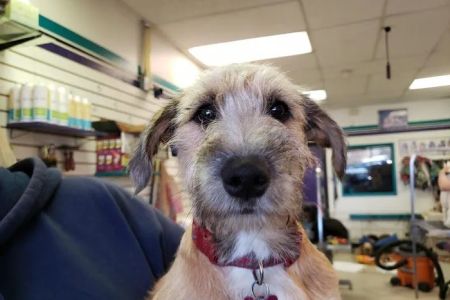 West Denver Veterinary Hospital & Wellness
