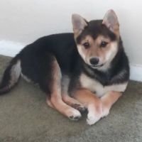 Vetco ico