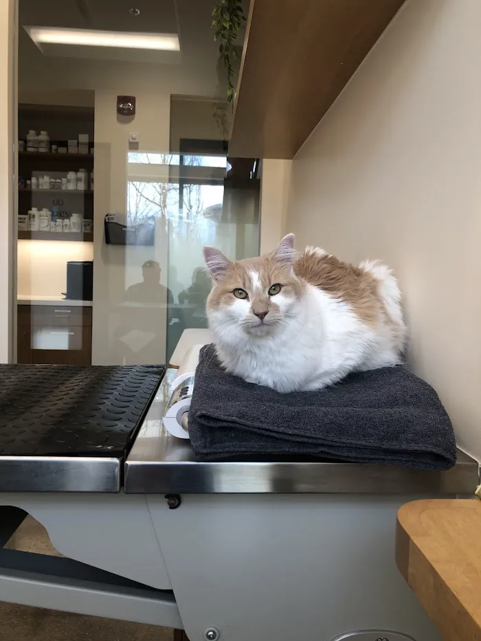 Sploot Veterinary Care - Belmar 12