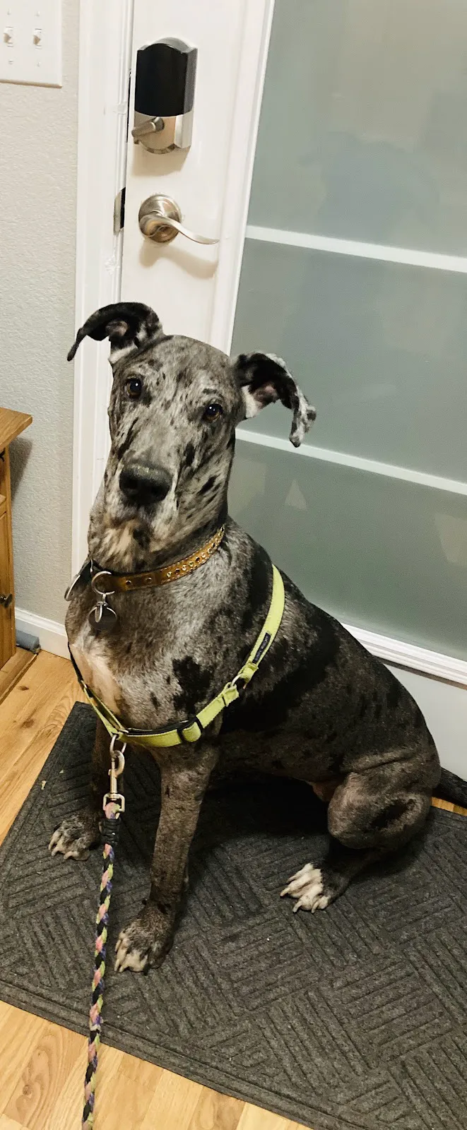 Sploot Veterinary Care - Belmar 12