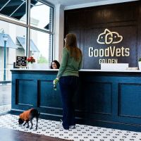 GoodVets Golden ico