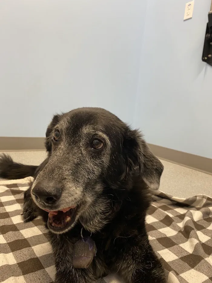 RiNoVet Animal Emergency Care 12