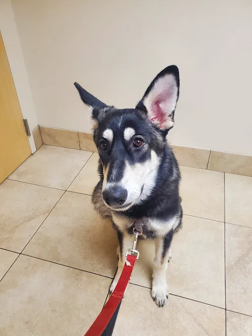 Mesa Veterinary Hospital 12
