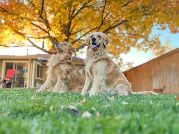 Mesa Veterinary Hospital 12