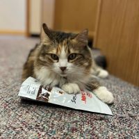 Foothills Animal Hospital ico