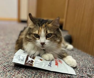 Foothills Animal Hospital