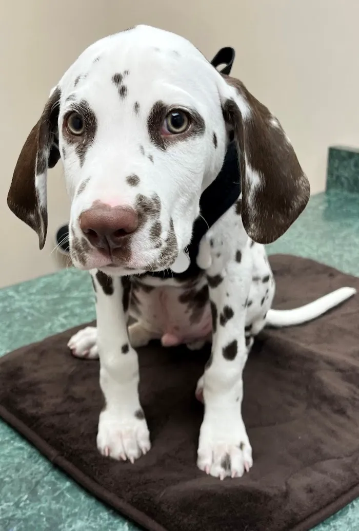 Foothills Animal Hospital 12