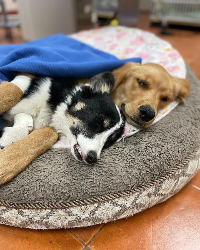 Foothills Animal Hospital 12