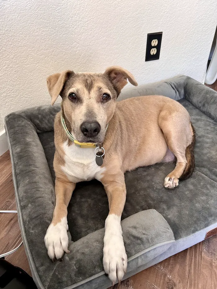 Foothills Animal Hospital 12