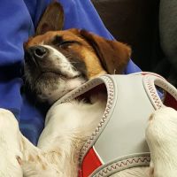 Red Rocks Animal Center ico