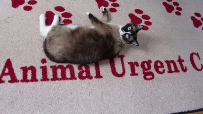 Animal Urgent Care 12