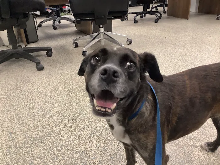 Animal Urgent Care 12