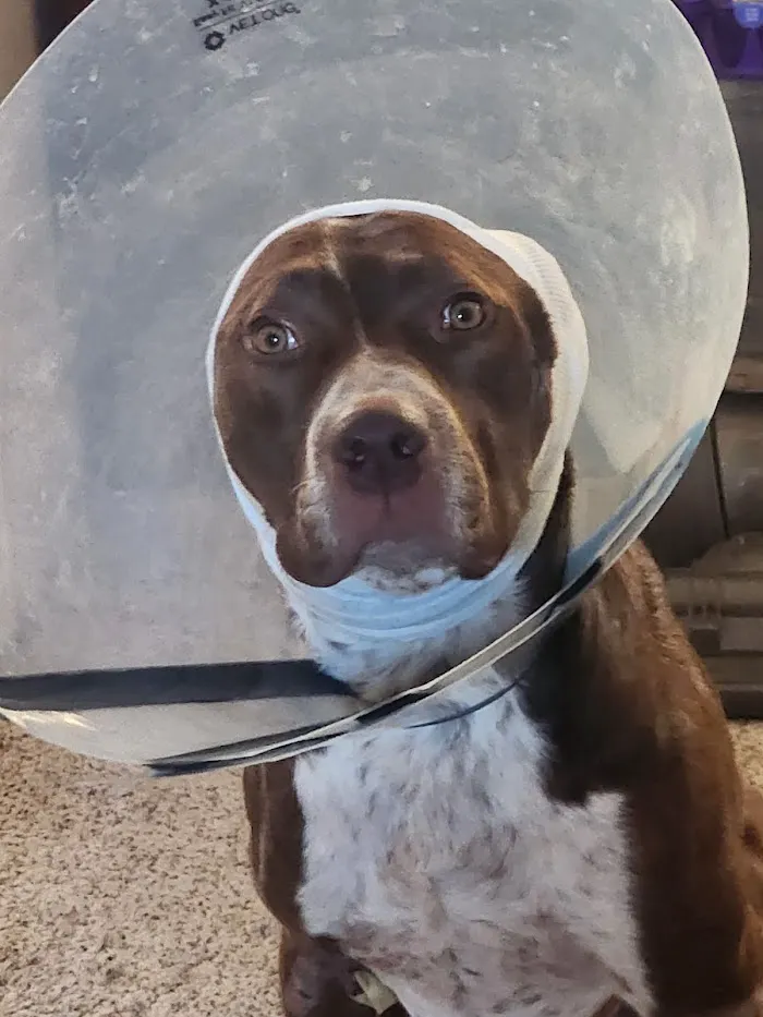 Animal Urgent Care 12