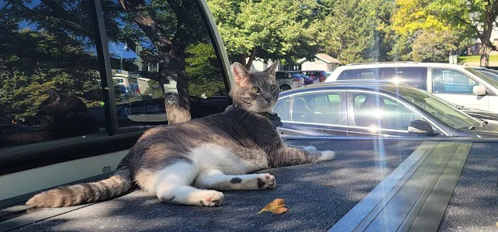 Lakewood Veterinary Hospital 12