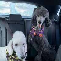 Lakewood Veterinary Hospital ico