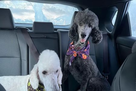 Lakewood Veterinary Hospital