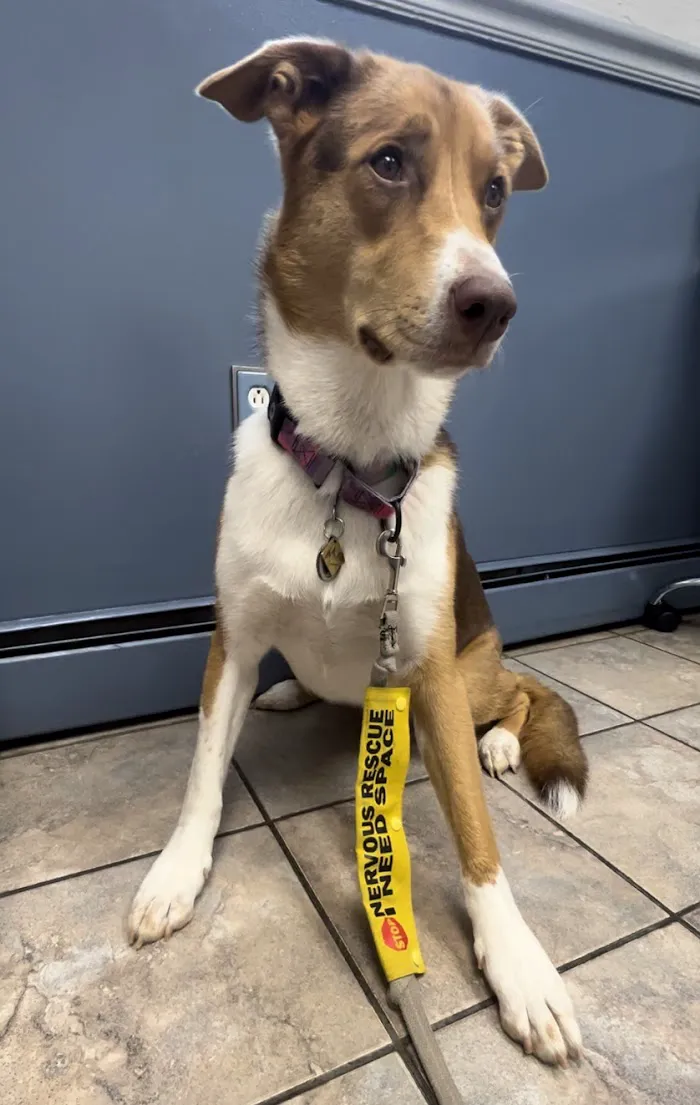 Lakewood Veterinary Hospital 12