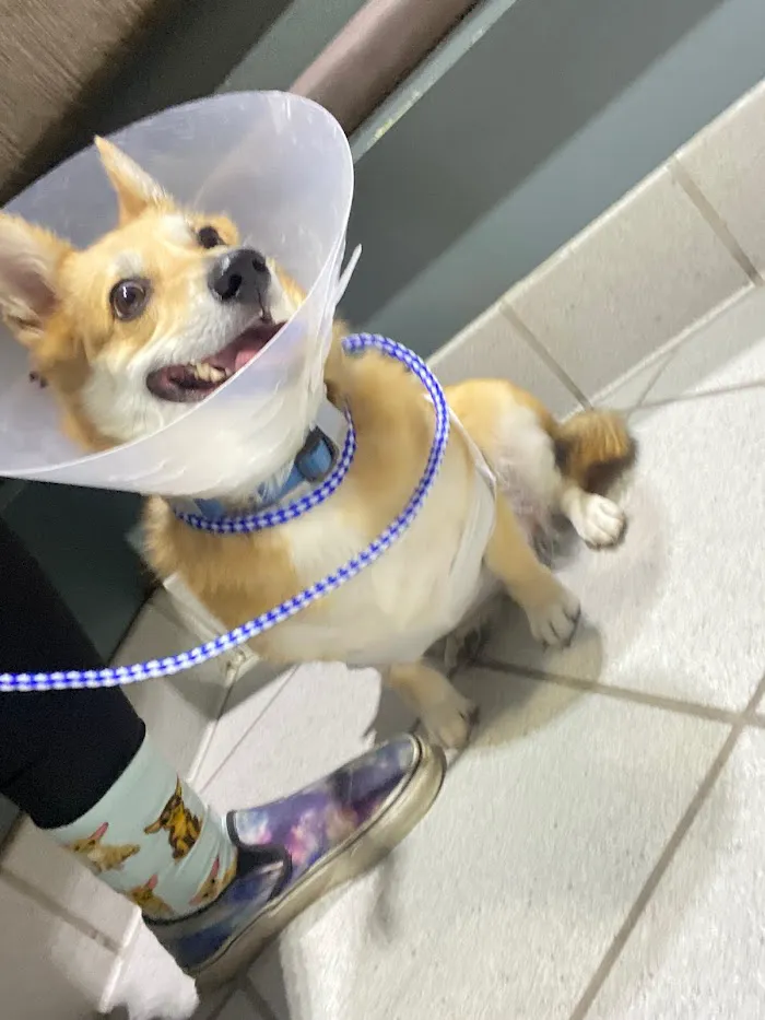 VRCC Veterinary Specialty and Emergency Hospital 12