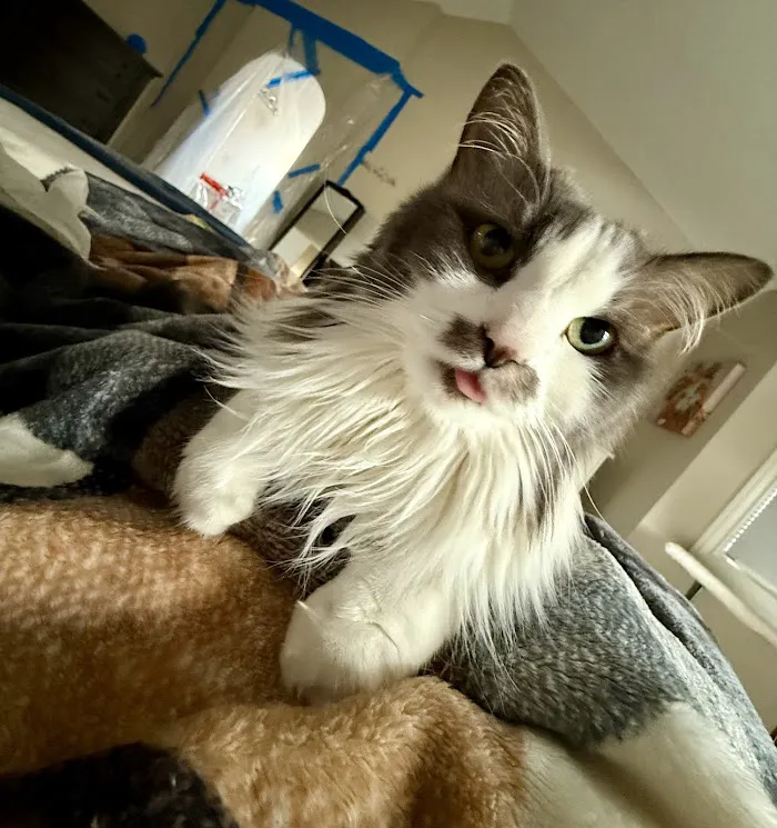 Wheat Ridge Animal Hospital 12