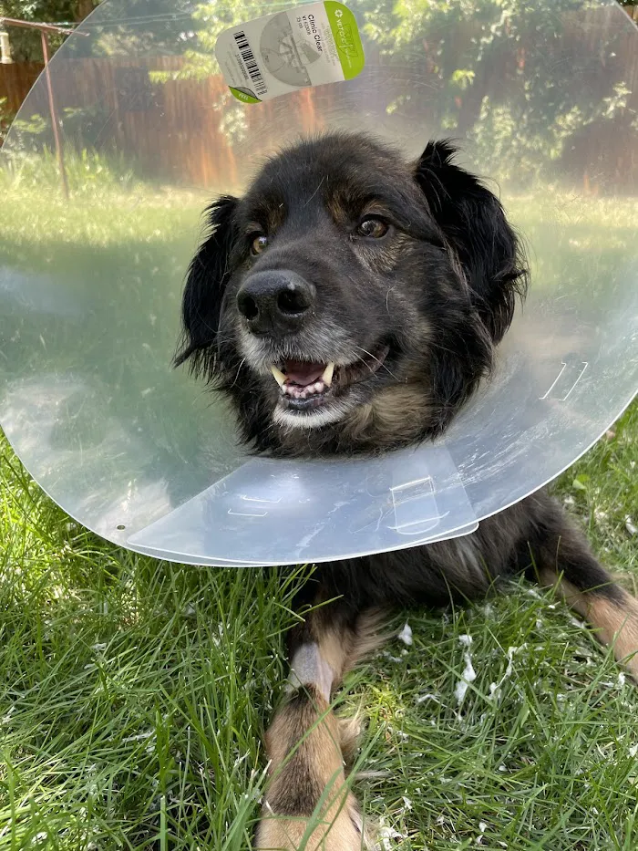 Wheat Ridge Animal Hospital 12