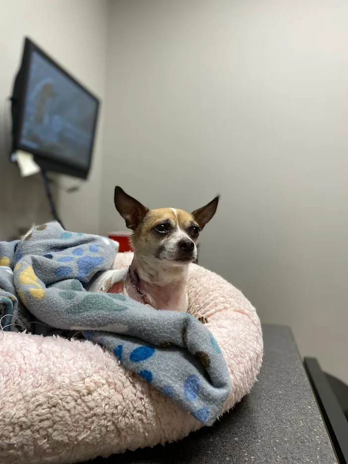 Wheat Ridge Animal Hospital 12