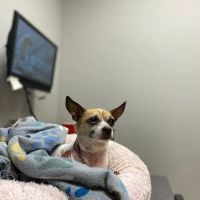 Wheat Ridge Animal Hospital ico
