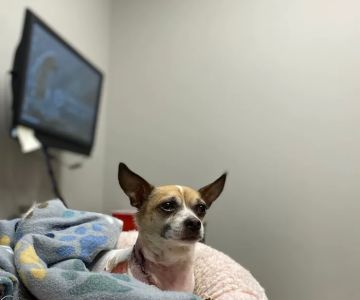 Wheat Ridge Animal Hospital